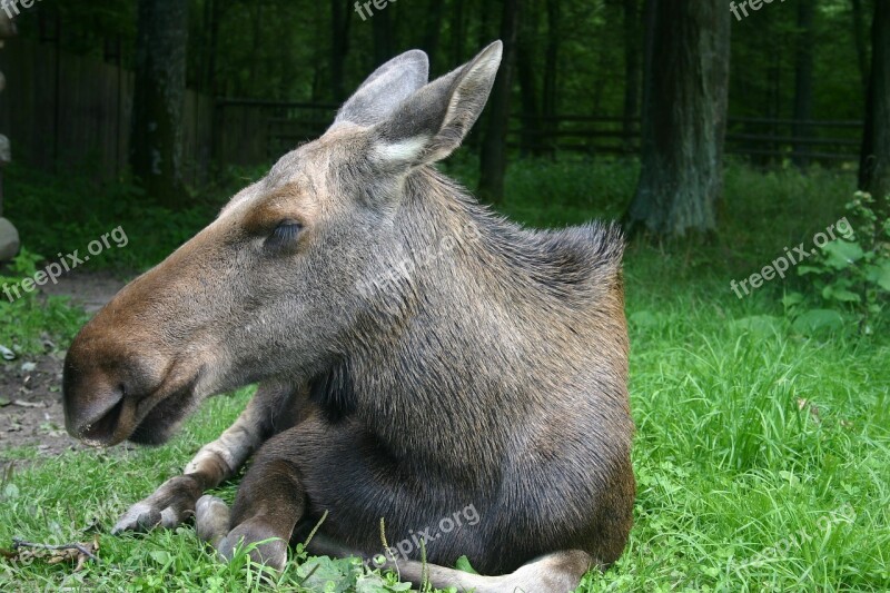 Moose Animal The Silhouette Forest Free Photos