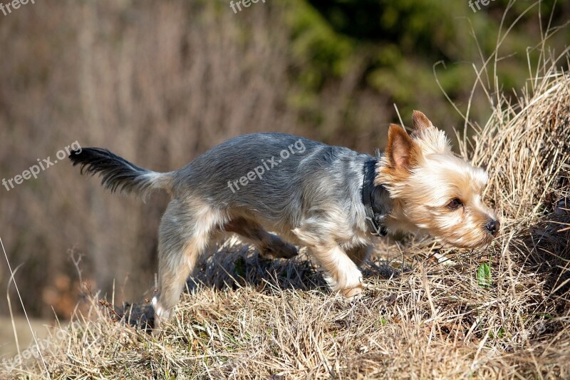 Dog Out Small Dog Yorki Yorkshire Terrier