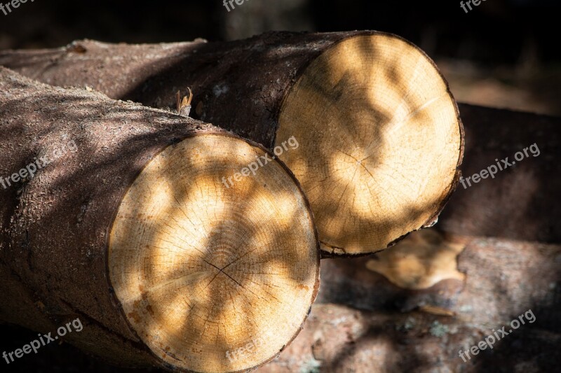 Tree Trunks Nature Wood Section Cutting