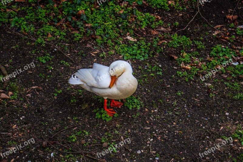 Duck White Nature Bird Animal