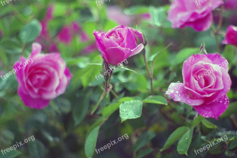 Roses Raindrops Pink Rose Raindrop