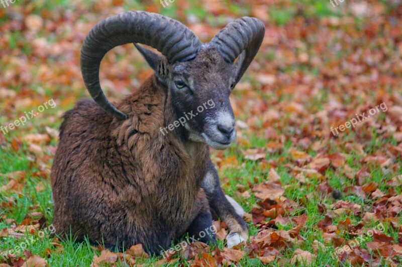 Muflon Sheep Aries Male Mammal