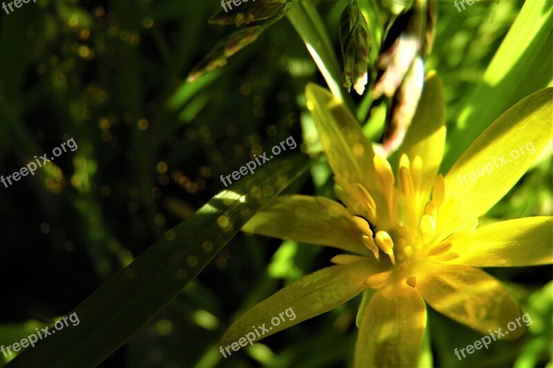 Grass Flower Yellow Nature Plants