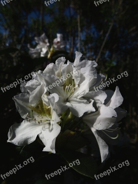 Rhododendron Rhododendron Park White Flower Flowers Plant