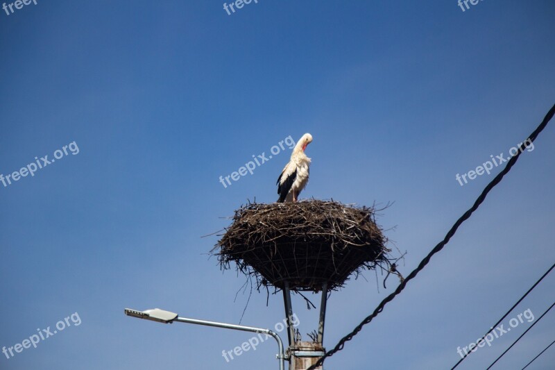 Stork Bird Migratory Bird Animal Sky