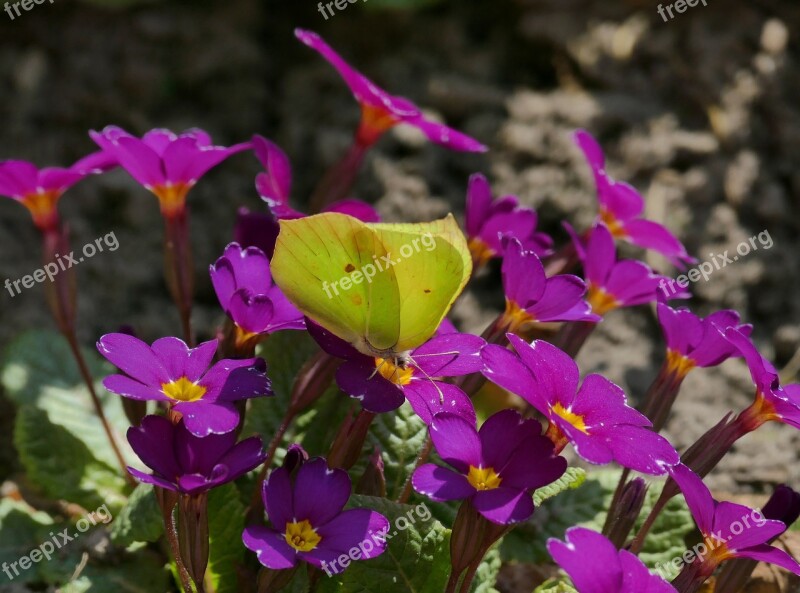 Butterfly Yellow Insect Macro Butterflies