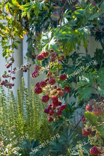 Blackberry Red Berry Fruit Fruits