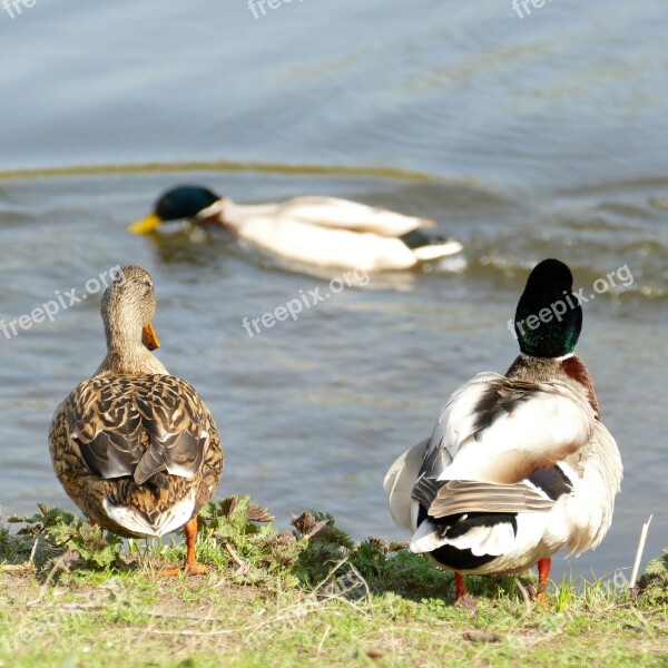 Duck Mallard Waterfowl Bird Fauna