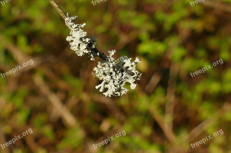 Branch Bush Mold Flora Garden