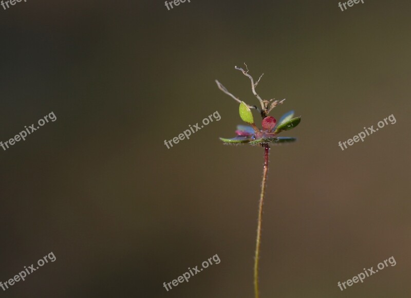 Flower Root Macro Small Green