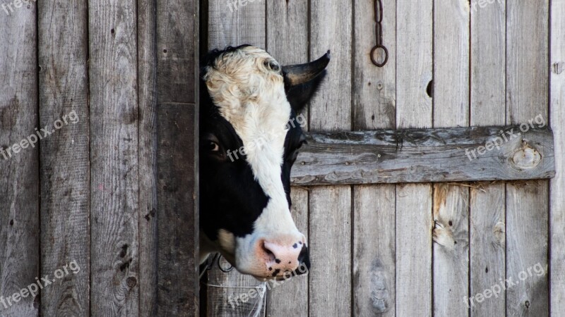 Cow Animal Barn Village Farm