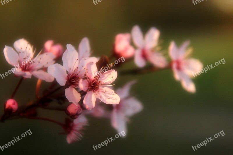 Almond Flowers Flowers Spring Pink Bloom