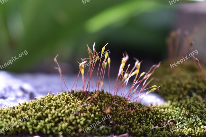 Moss Green Nature Environment Landscape