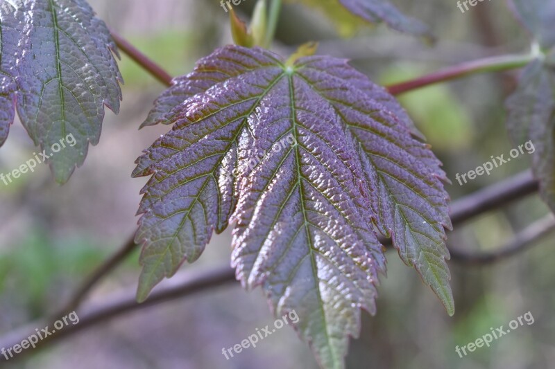 Leaf Green Summer Nature Plant