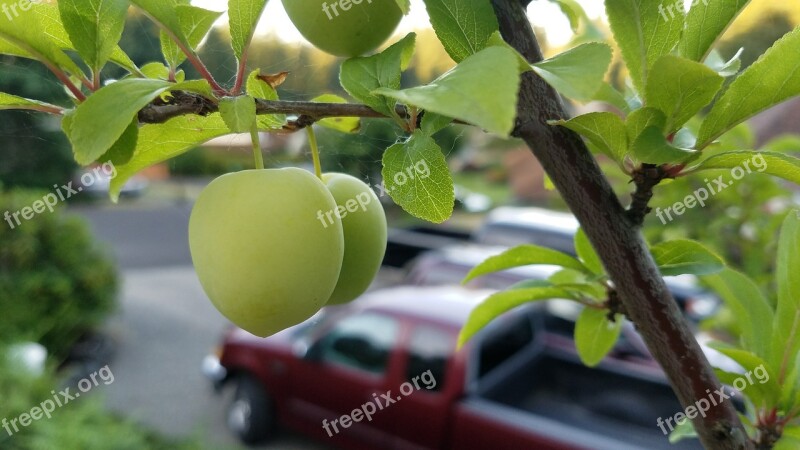 Plum Fruit Sweet Fresh Free Photos