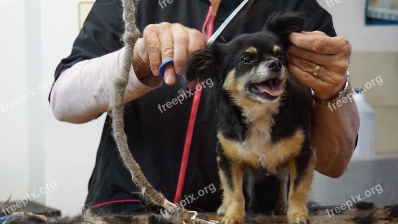 Dog Salon Cut Scissors Hairdresser Salon