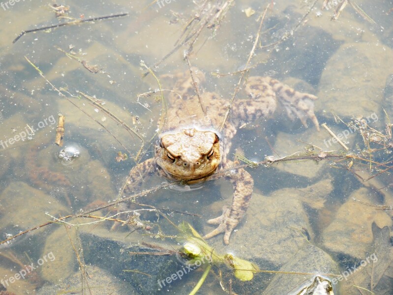 Spring Frog Nature Plant Water