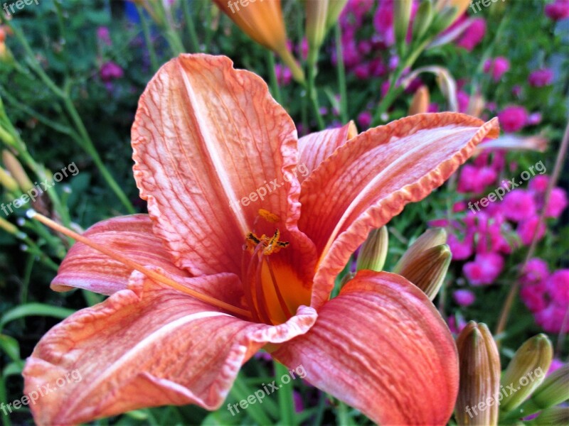 Macro Flower Lily Spring Nature