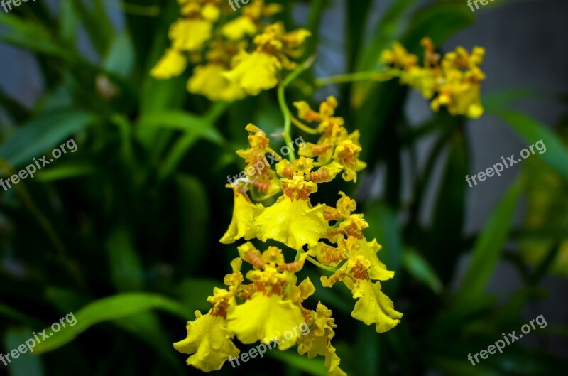 Orchid Orchids Yellow Yellow Flowers Beautiful Flowers