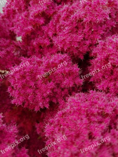 Spirea Astilbe Pink Fluffy Flower Blossom Feathery