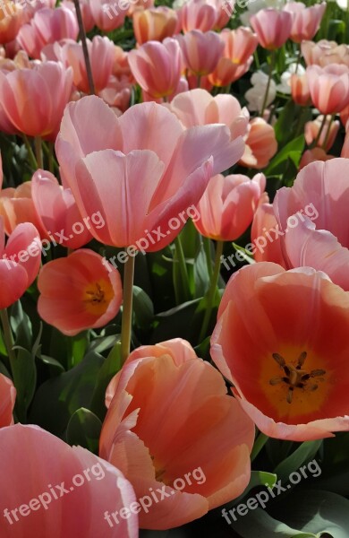 Holland Tulips Spring Pink Netherlands