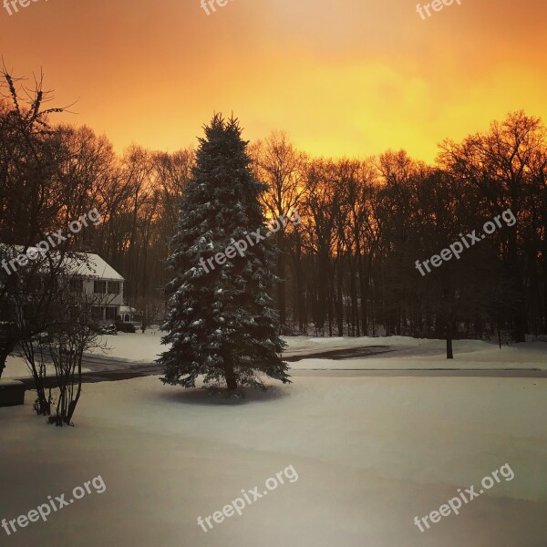 Winter Scene Snow Morning Light Pine Trees Weather