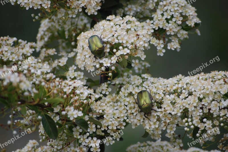 Spring Beetles Beetle Insect Nature