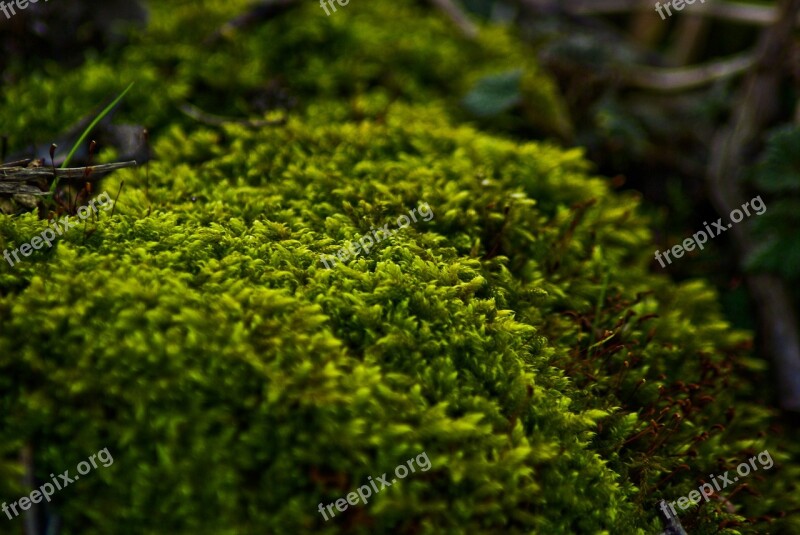 Foam Tree Forest Green Nature