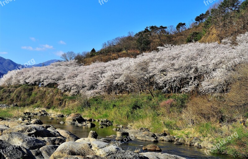 Landscape Nature Flower Road Plenty Of Water Spring