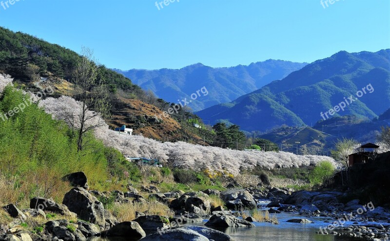 Valley Cherry Blossom Spring Landscape Free Photos