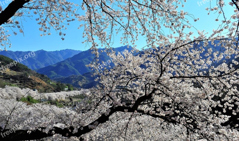 Cherry Blossom Jiri Nature Spring Free Photos