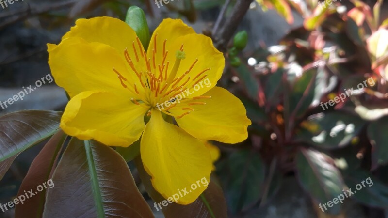 Leopard Flower Apricot Blossom Blossom Buds