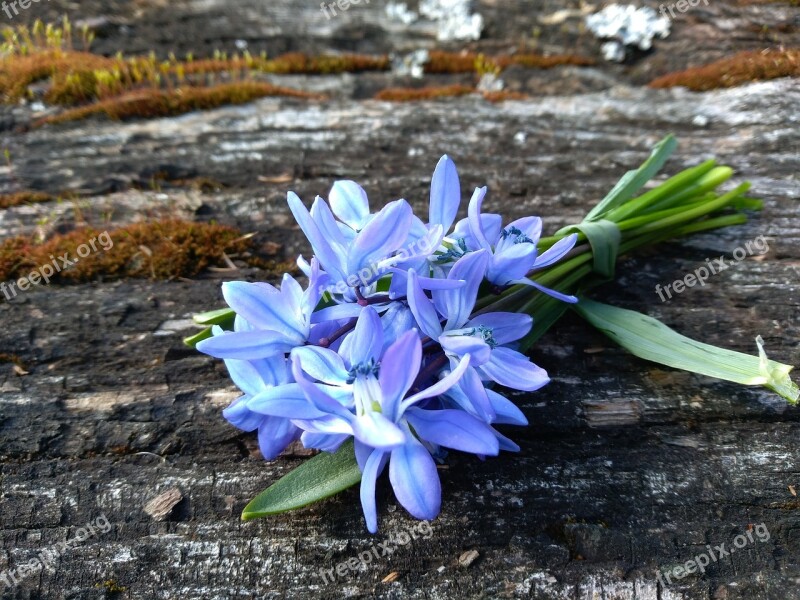 Squill Spring April Blue Flower Flower