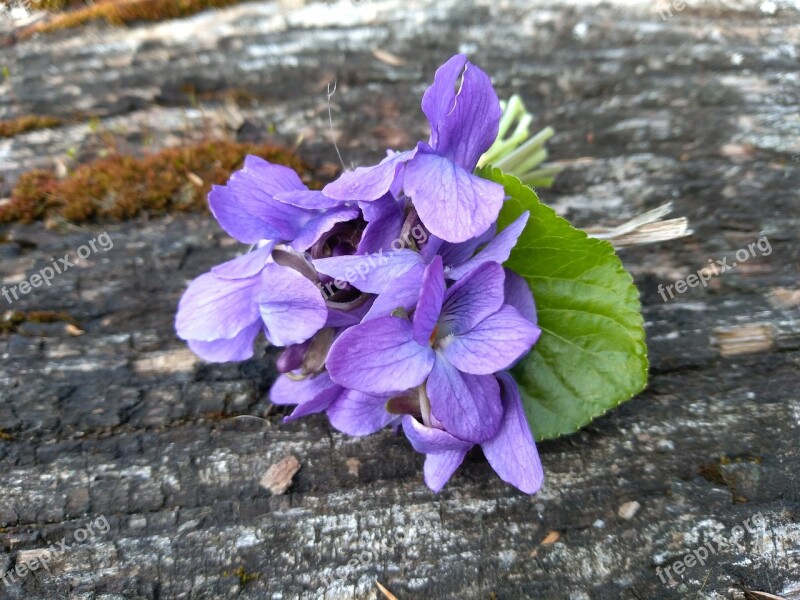 Violet Spring Flower Yes April