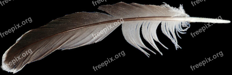 Feather Plumage Bird Flying Nature