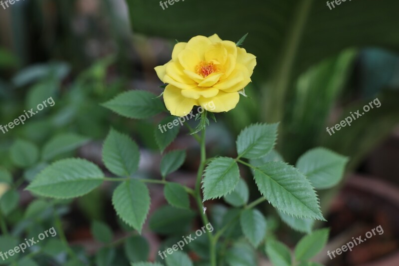 Yellow Rose Three Tree Plant Love