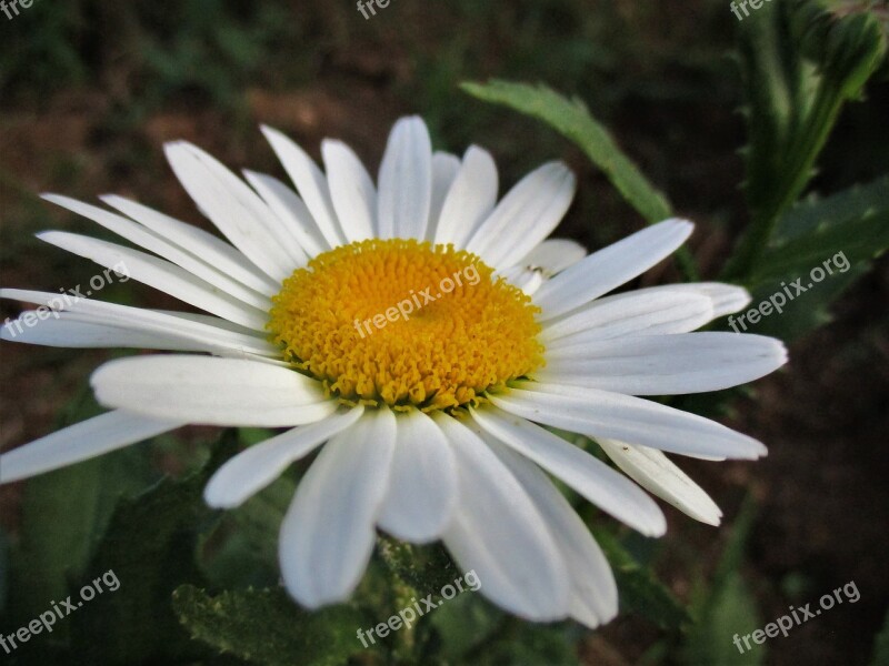 Daisy Flower Spring Nature White