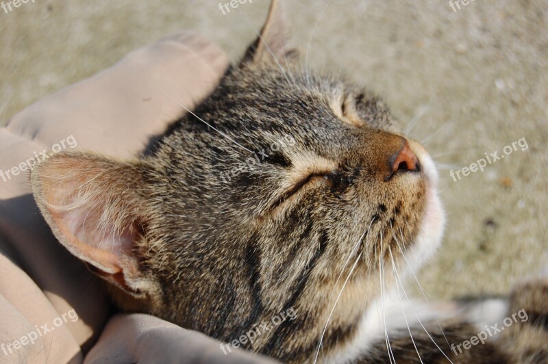 Cat Tabby Cute Good Looking Happy