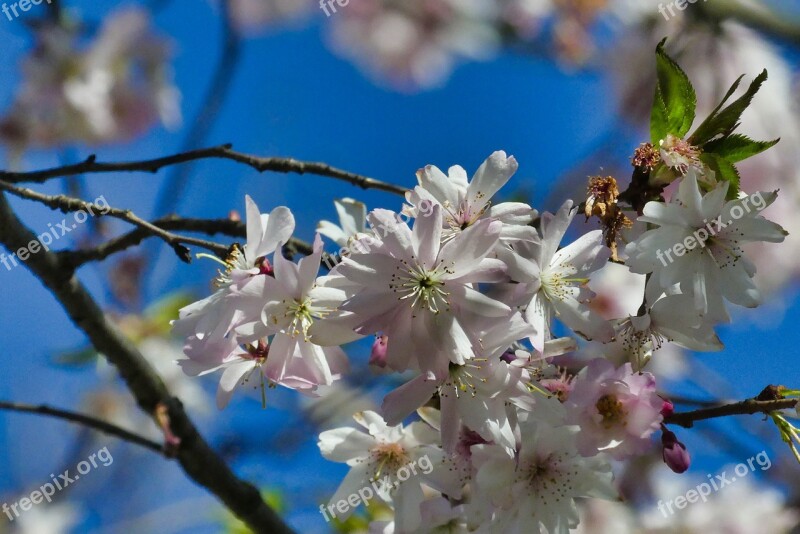 Spring Flower Nature Beauty Blooming