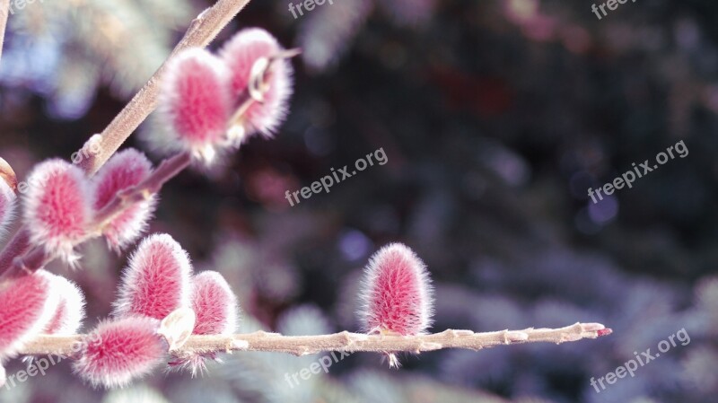 Red Red Pussy Willow Catkin Pussy Willow Catkin Willow Spring