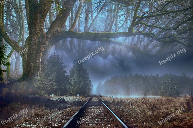 Forest Fog Trees Landscape Mysterious