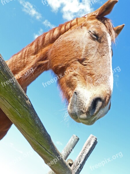 Horse Head Close Pleasure Free Photos