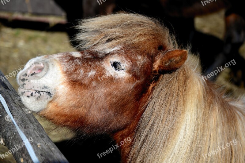 Shetland Pony Pony Small Fur Animal