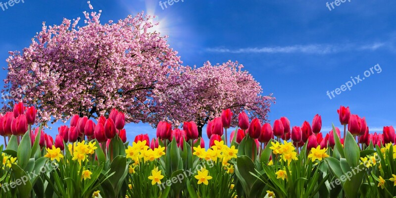 Nature Landscape Emotions Spring Flowers