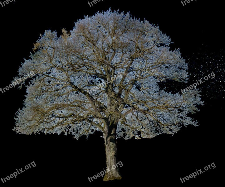 Tree Without Leaves Nature Landscape Isolated