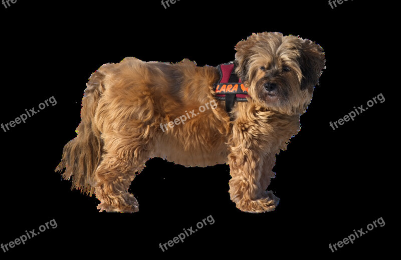 Tibetan Terrier Dog Purebred Dog Isolated Pet