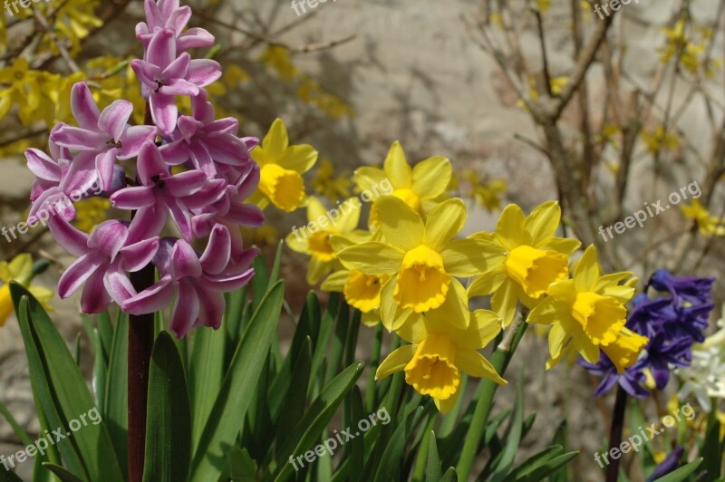 Daffodil Spring Daffodils Flower Harbinger Of Spring