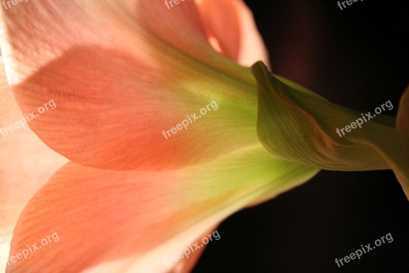 Amaryllis Blossom Bloom Salmon Light