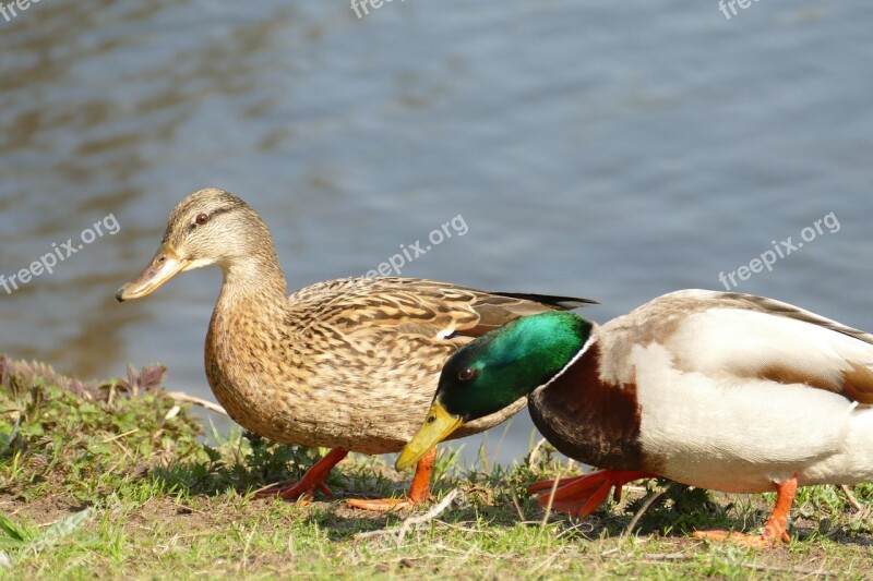 Duck Mallard Waterfowl Bird Fauna