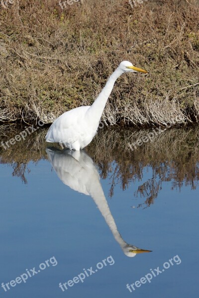 Egret Bird Reflection Wildlife Waterbird